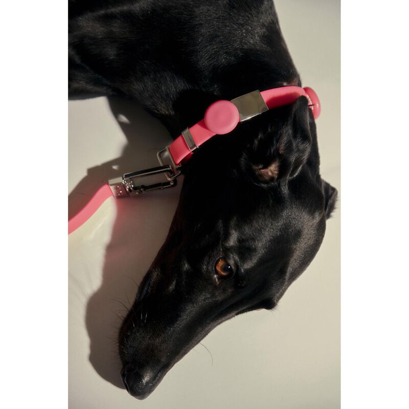 frank green Pet Collar + Name Tag - Large image number 1